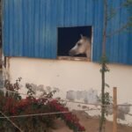 cheval sport nature campagne desert inspiration abu dhabi